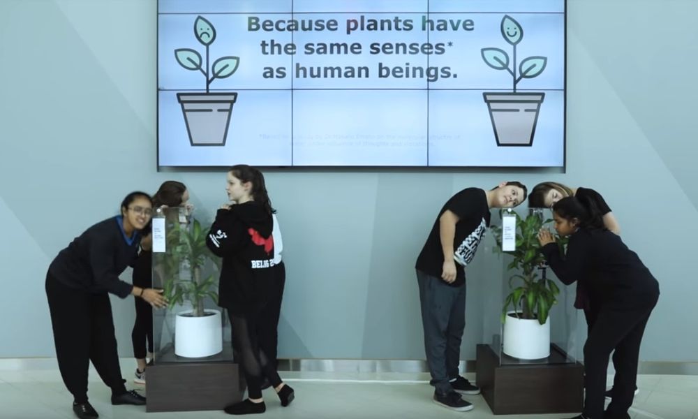 Ένα απίστευτο κοινωνικό πείραμα – Παιδιά κάνουν bullying σε ένα φυτό – Δείτε τι συμβαίνει (Video)